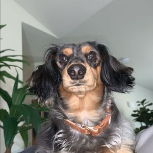 Meet your Posher, James